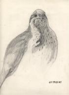 Redtailed Hawk - jediadept 1977
