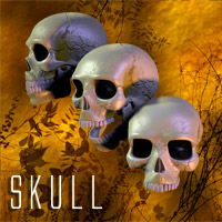 Human Skull Human Skull